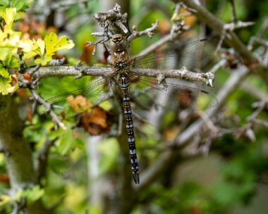 migranthawker220722 Migrant Hawker Queendown Warren, Kent