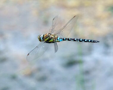 migranthawker270821 Migrant Hawker Ballanette, Isle of Man