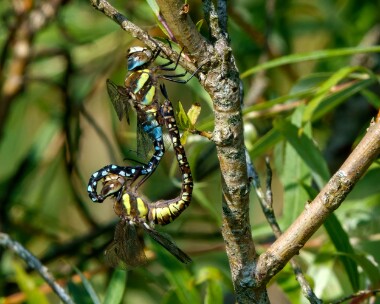migranthawker280821 Migrant Hawker Ballanette, Isle of Man