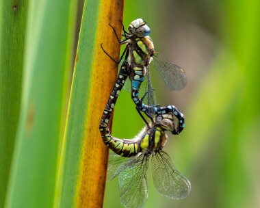 migranthawker280822 Migrant Hawker Ballanette, Isle of Man