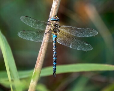 migranthawker280919 Migrant Hawker Ham Wall, Somerset