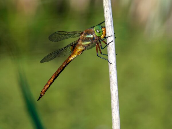 Norfolk Hawker