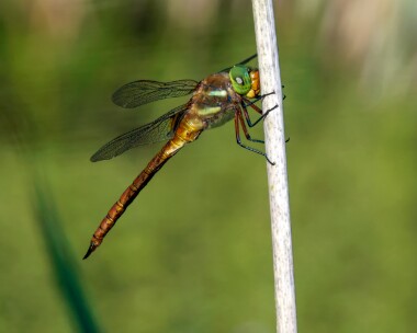 norfolkhawker060721d Norfolk Hawker Alderfen Broad, Norfolk