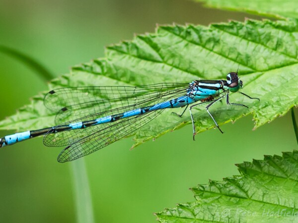 Northern Damselfly