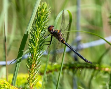 northernemerald240618 Northern Emerald Tomdoun, Scotland
