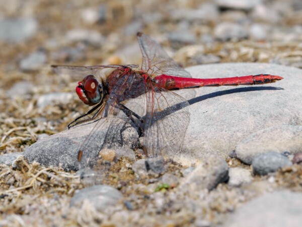 Red-Veined Darter