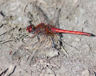 red-veineddarter160912 Red-Veined Darter Windmill Farm, Cornwall