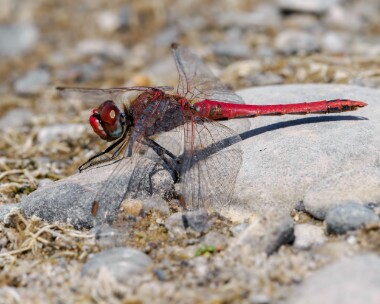 redveineddarter130725 Red-veined Darter POA NR, Isle of Man
