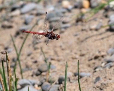 redveineddarter130725b Red-veined Darter POA NR, Isle of Man