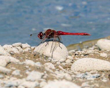 redveineddarter150623 Red-veined Darter POA NR, Isle of Man