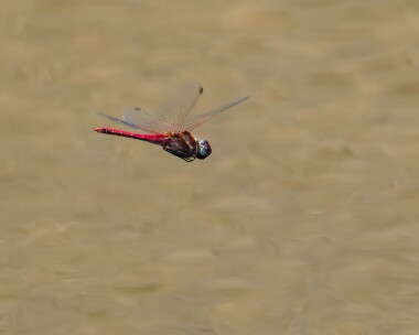 redveineddarter150623b Red-veined Darter POA NR, Isle of Man