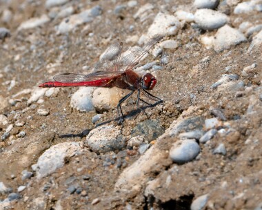 redveineddarter150623c Red-veined Darter POA NR, Isle of Man