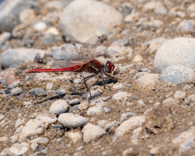 redveineddarter150623d Red-veined Darter POA NR, Isle of Man