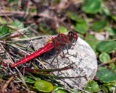 redveineddarter200719b Red-veined Darter Isle of Man