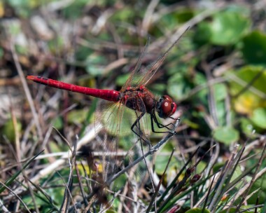 redveineddarter200719c Red-veined Darter Isle of Man