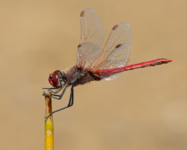 rvd020726s Red-veined Darter Sandwich Bay, Kent