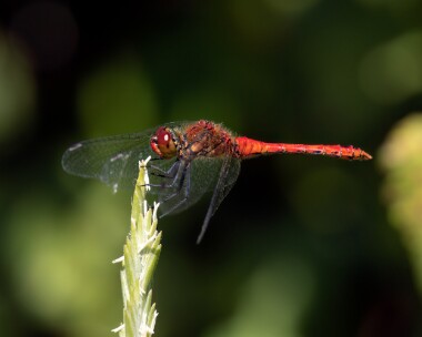 ruddydarter160722 Ruddy Darter Cliffe Marshes, Kent