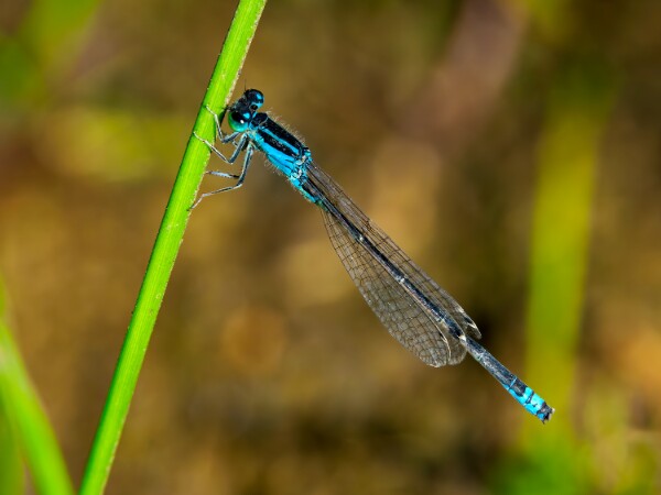 Scarce Blue-tailed Damselfly