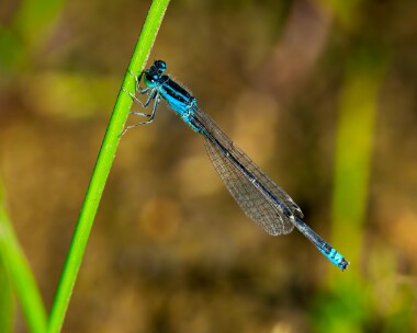 scarcebluetail290724 Scarce blue-tailed Damselfly Higher Hyde Heath, Dorset
