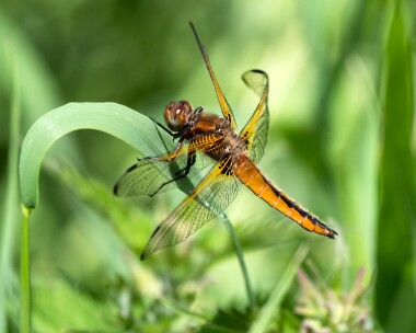 scarcechaser200522c Scarce Chaser Ham Wall, Somerset