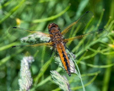 scarcechaser200522d Scarce Chaser Ham Wall, Somerset