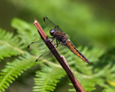 scarcechaser210619 Scarce Chaser Town Common, Dorset