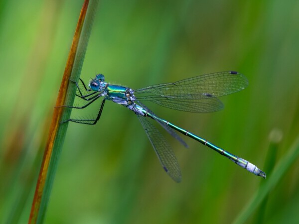 Scarce Emerald Damselfly