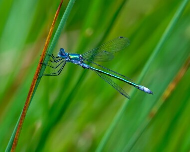 scarceemerald080721 Scarce Emerald Damselfly Thompson Common, Norfolk