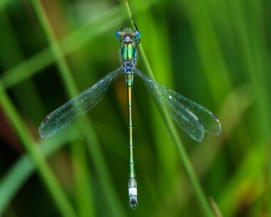 scarceemerald080721b Scarce Emerald Damselfly Thompson Common, Norfolk