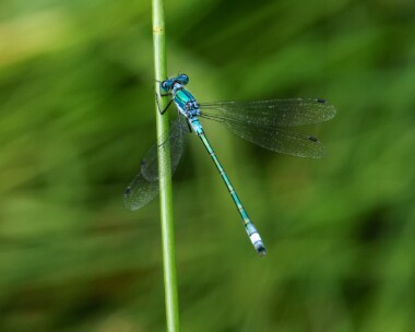 scarceemerald080721d Scarce Emerald Damselfly Thompson Common, Norfolk
