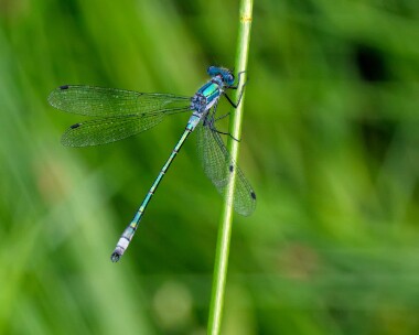 scarceemerald080721e Scarce Emerald Damselfly Thompson Common, Norfolk
