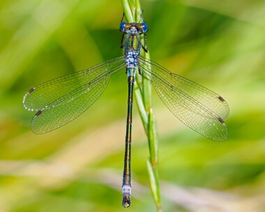 scarceemeralddam230624 Scarce Emerald Damselfly Oare Marshes, Kent