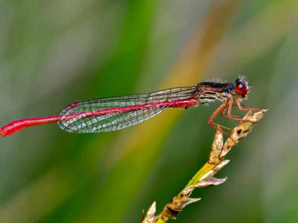 Small Red Damselfly