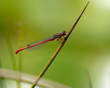 smallred150722 Small Red Damselfly Thursley, Surrey