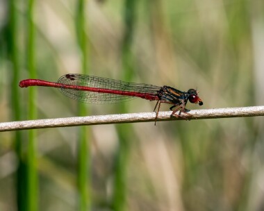 smallred150722e Small Red Damselfly Thursley, Surrey