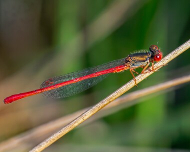 smallreddam050825 Small Red Damselfly Stoborough, Dorset