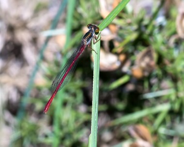 smallreddamselfly260617 Small Red Damselfly Thursley, Surrey
