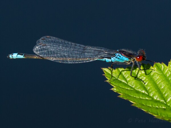 Small Red-eyed Damselfly