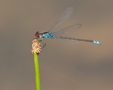 smallredeye050726s Small Red-eyed Damselfly Silverlake, Dorset
