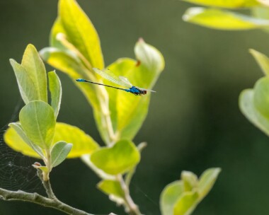 smallredeyed200722b Small Red-eyed Damselfly Dungeness, Kent