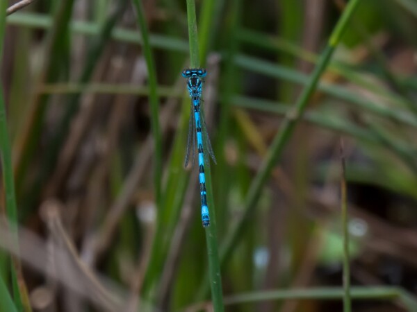 Southern Damselfly