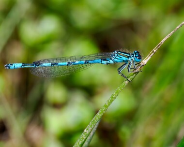 southerndamselfly150524 Southern Damselfly New Forest, Hampshire