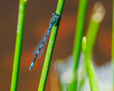 southerndamselfly150524b Southern Damselfly New Forest, Hampshire