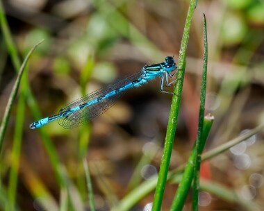 southerndamselfly150524c Southern Damselfly New Forest, Hampshire