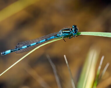 southerndamselfly150524d Southern Damselfly New Forest, Hampshire