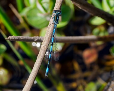 southerndamselfly150524e Southern Damselfly New Forest, Hampshire