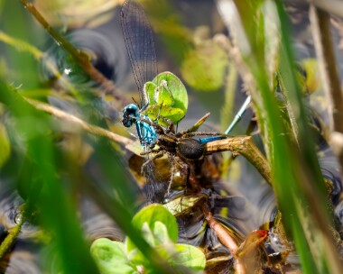 southerndamselfly150524f Ex Southern Damselfly New Forest, Hampshire