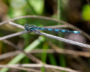 southerndamselfly150524g Southern Damselfly New Forest, Hampshire