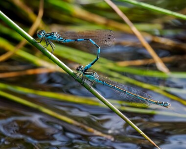 southerndamselfly150524h Southern Damselfly New Forest, Hampshire