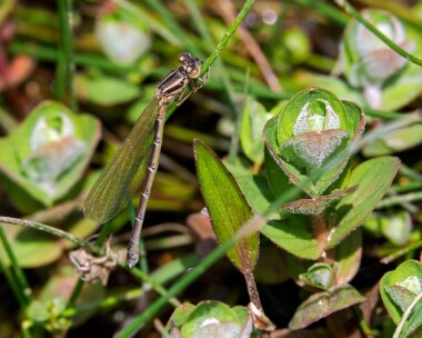 southerndamselfly150524i Teneral Southern Damselfly New Forest, Hampshire